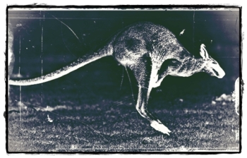 Kangaroo-Springen