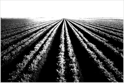 Rows of a Carrot Field