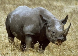 blk-rhino