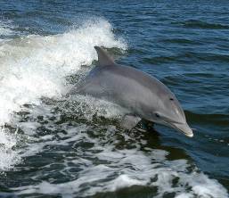 Heavy-Pollution-Leads-Mekong-Dolphins-to-Extinction-2